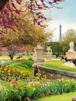 Tuileries Garden flowers