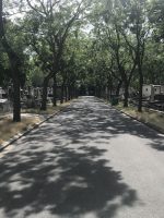 montparnasse cemetery tree lined path