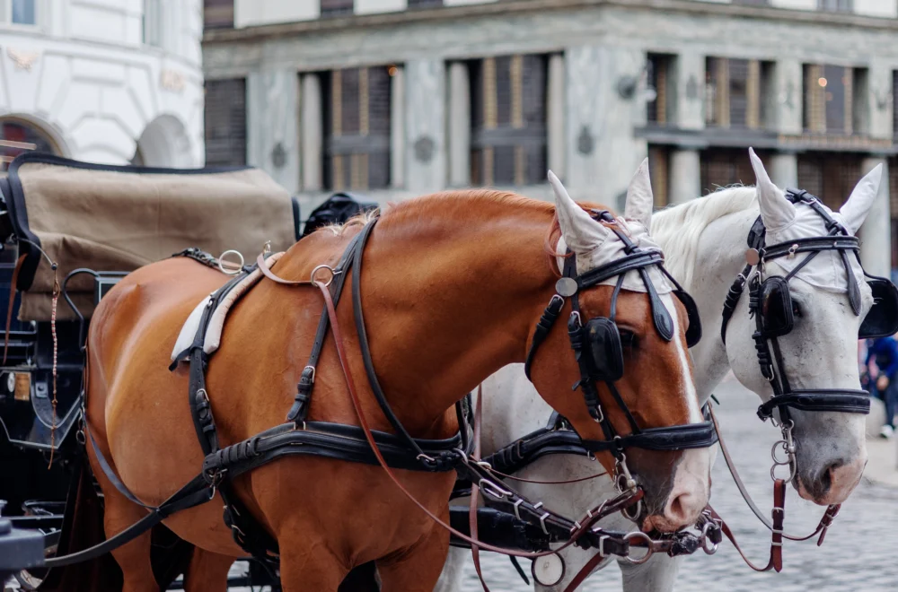 Close up of horse and carriage during private Paris guided tour