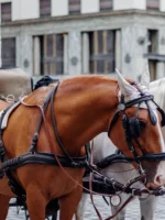 Close up of horse and carriage during private Paris guided tour