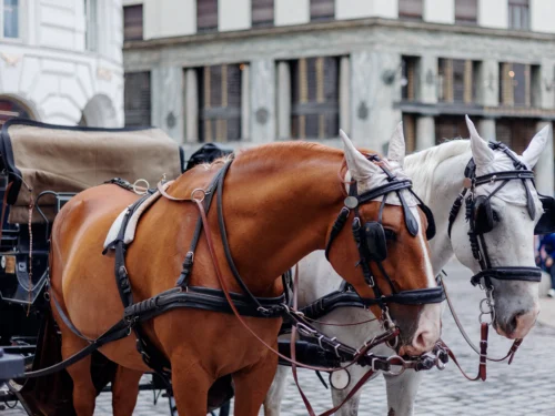 Close up of horse and carriage during private Paris guided tour