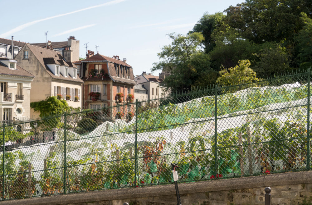 The Vineyard of Montmartre