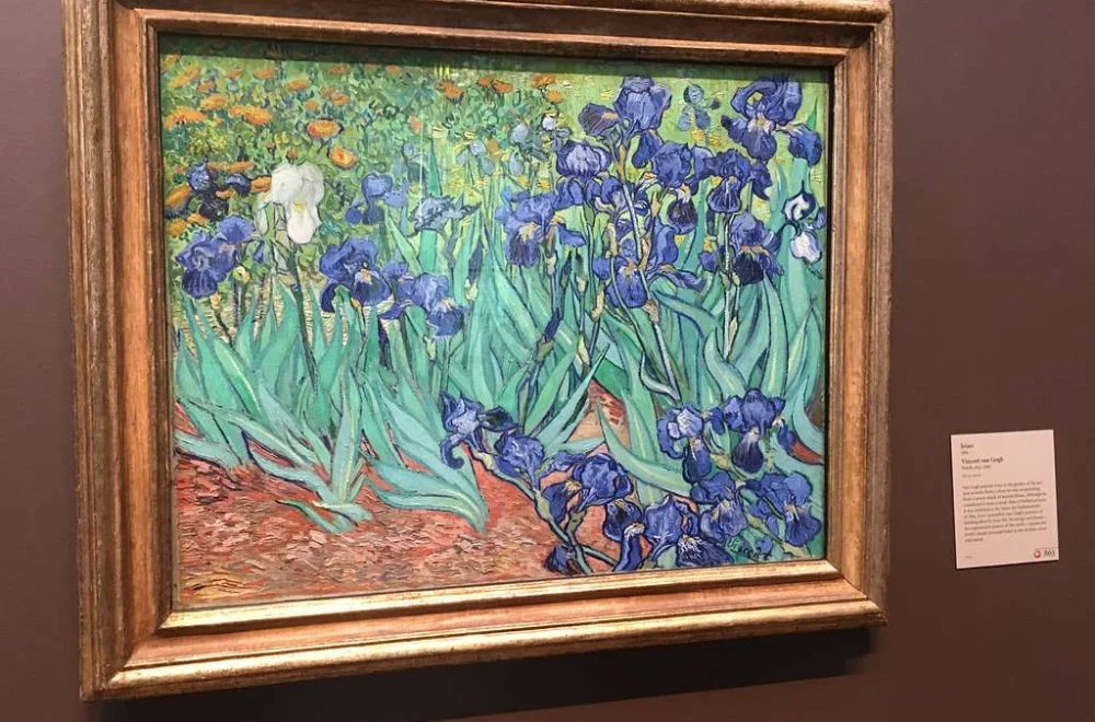 Irises on display at J. Paul Getty Museum in Los Angeles, California