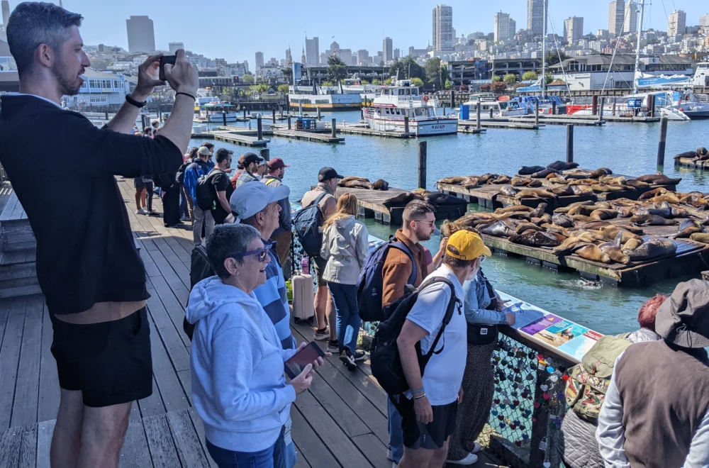 People taking photos of seals at Fishermans Wharf during tour in San Francisco