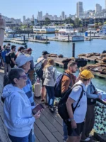 People taking photos of seals at Fishermans Wharf during tour in San Francisco