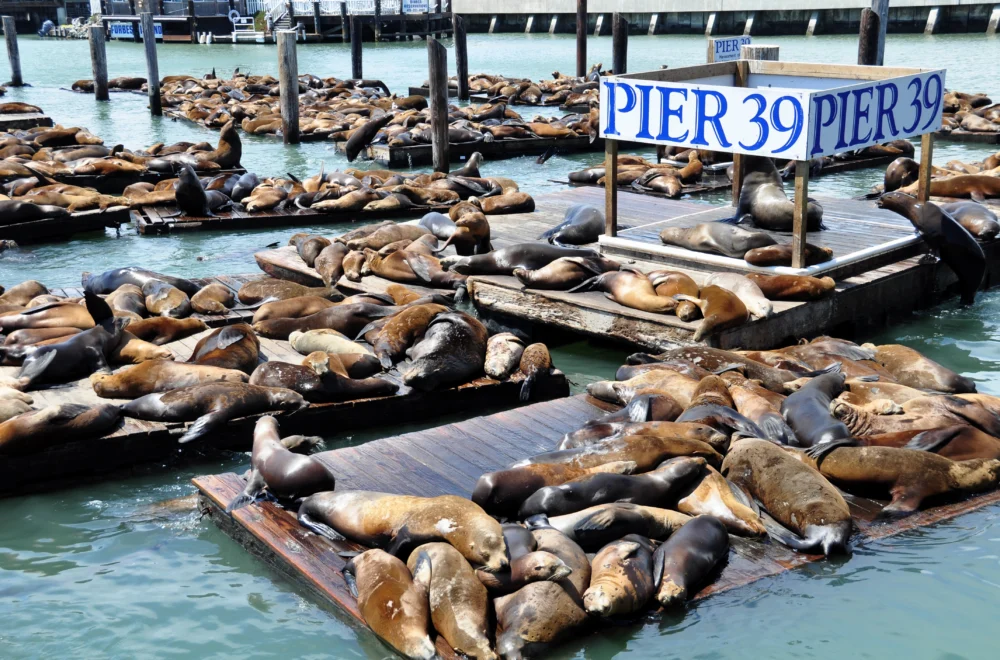 Pier 39 sea lions on North Beach Wallking Tour