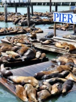 Pier 39 sea lions on North Beach Wallking Tour