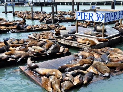Pier 39 sea lions on North Beach Wallking Tour