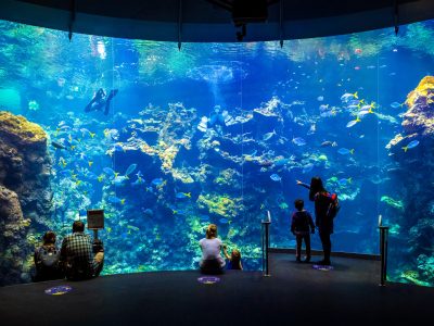 California Academy of Sciences aquarium