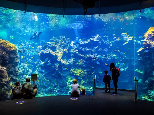 California Academy of Sciences aquarium