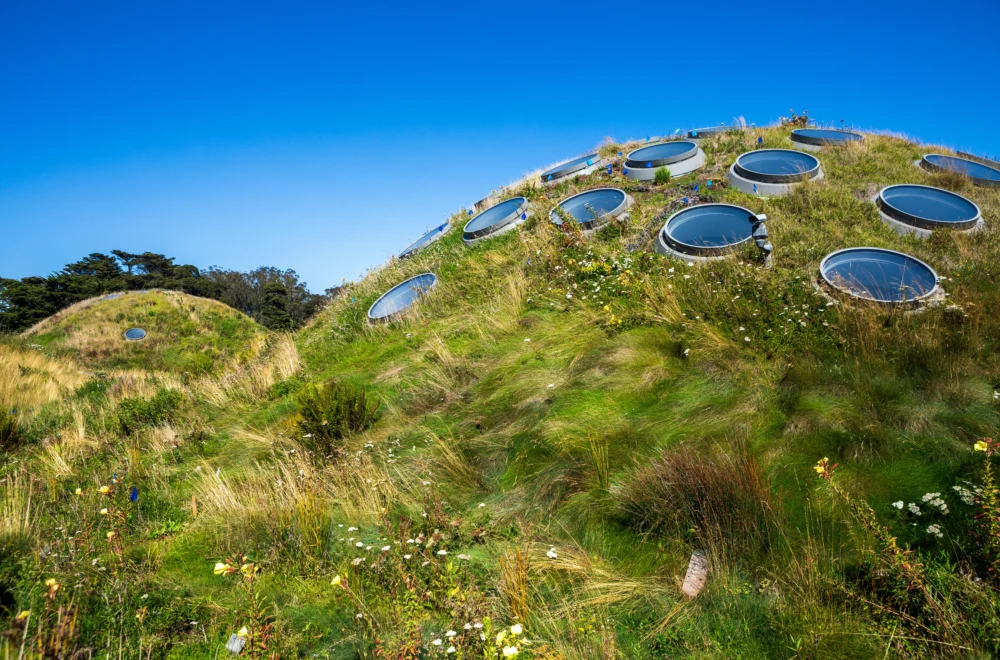 Living Roof on VIP tour of the California Academy of Sciences