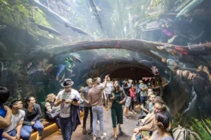 People walking through aquarium in California Academy of Science