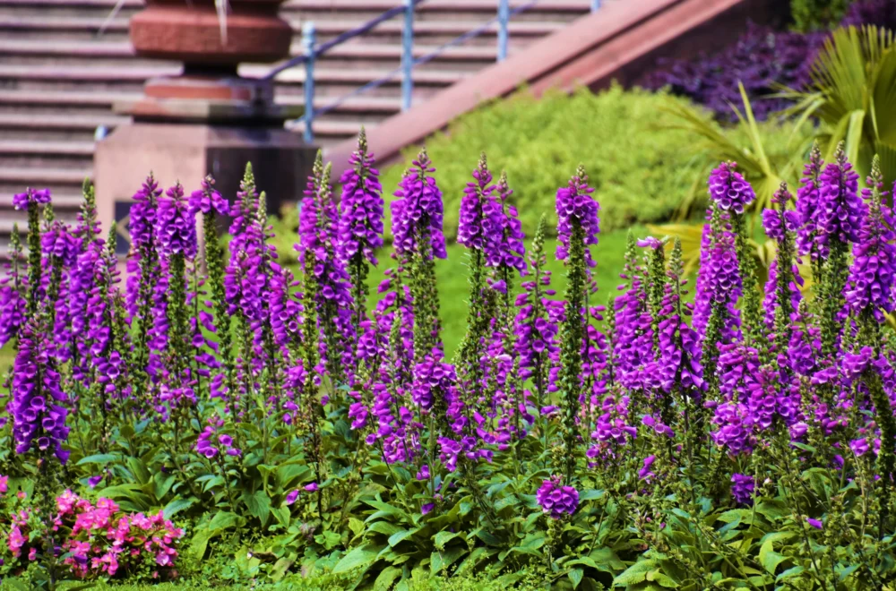 flowers in Golden Gate Park