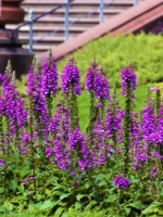 flowers in Golden Gate Park