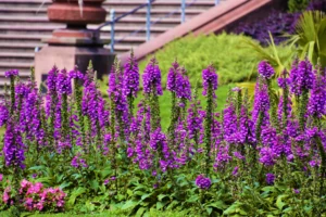 flowers in Golden Gate Park