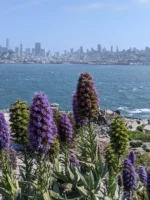 View of San Francisco cityscape from Alcatraz Island