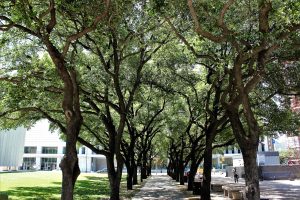 dallas-highlights-park-trees
