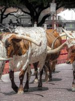 Texas Longhorns Being Herded at Fort Worth Stockyards