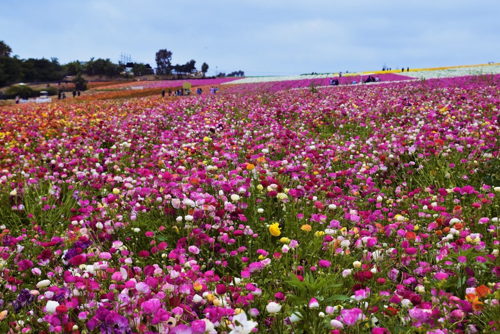 Flower Fields in Carlsbad
