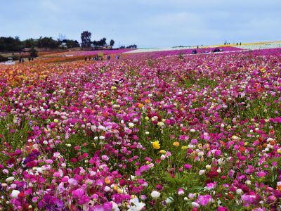 Flower Fields in Carlsbad