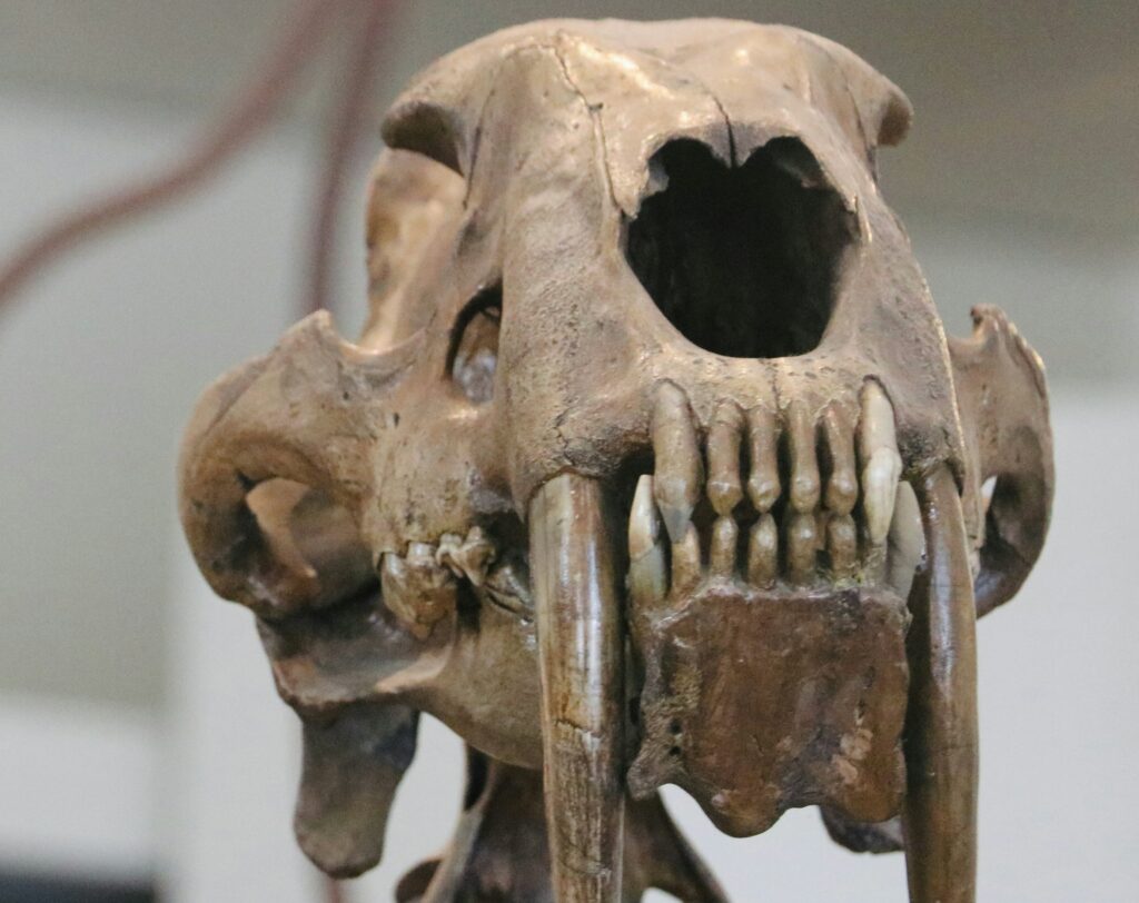 Close up of skull in museum