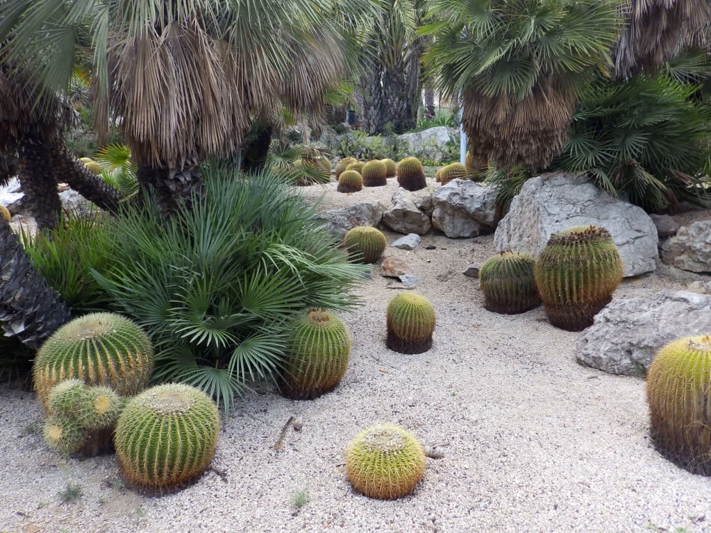 Cacti in Jardins de Mossèn Costa Llobera