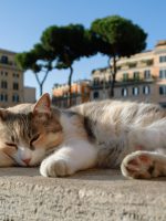 Cat sleeping at the Largo di Torre Argentina in Rome